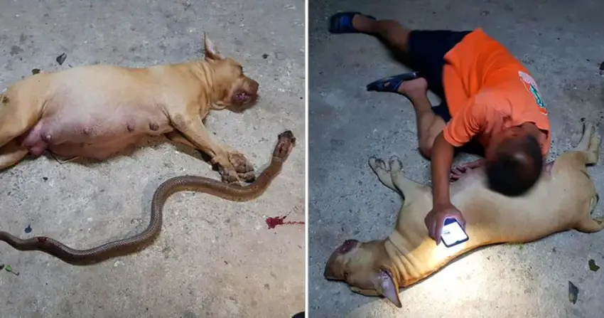 A Pregnant Pit Bull Gives up her “Puppies” to protect her Owner’s Daughter from an Cobra