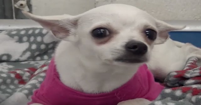 1-Year-Old Chihuahua Dumped At Shelter, Cries Herself To Sleep In A Pink Sweater