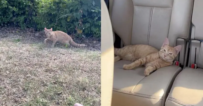 Abandoned Cat Found In McDonald’s Parking Lot Jumps Into The Right Car