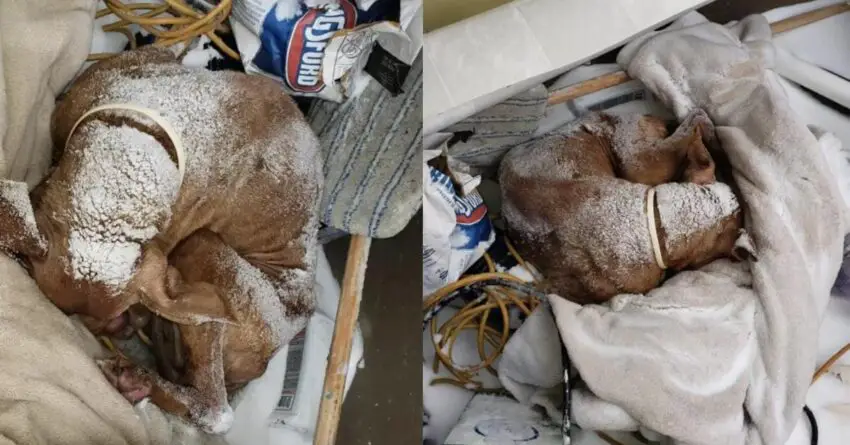 Senior Abandoned Dog Found Curled Up During Snow Storm, Receives Christmas Miracle