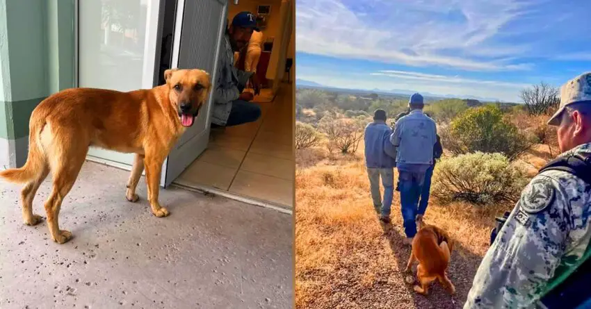 Rescuers Couldn’t Find Missing Man In Desert, Then They Ask His Dog To Help