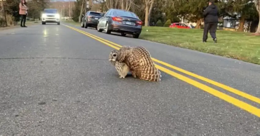 Woman Spots Injured Owl Crawling On A Busy Road And Knows She Has To Help