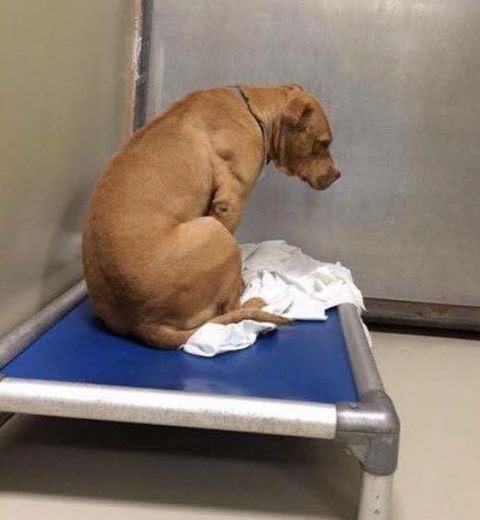 Dog Is Broken After His Adoption Falls Through, So He Stares At A Wall All Day