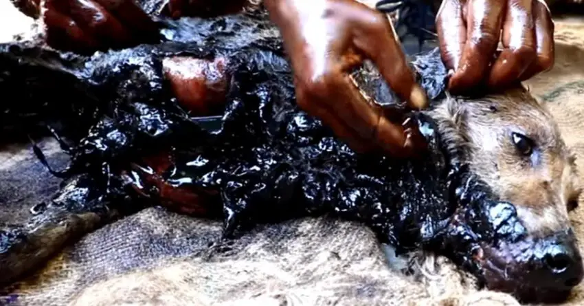 Motionless Stray Dog Found Covered In Tar Melts Hearts With Its Amazing Recovery