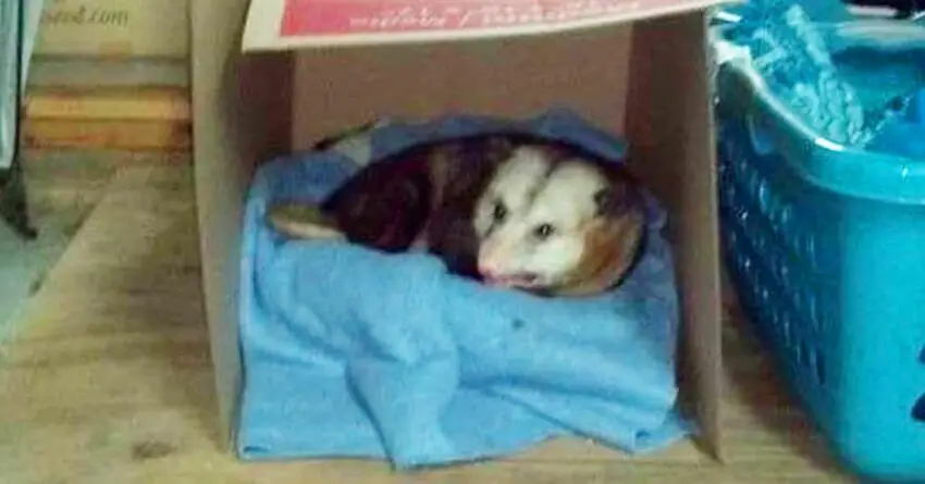 Woman Allows Senior Possum To Have Place To Live In Her Garage