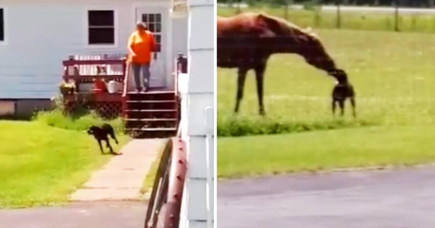 Dog Melts Hearts Of Millions As He Steals Carrot From House To His Horse Best Friend