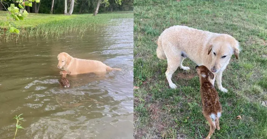 Brave Dog Jumps Into The Lake To Save Drowning Baby Deer, And Becomes Best Friend