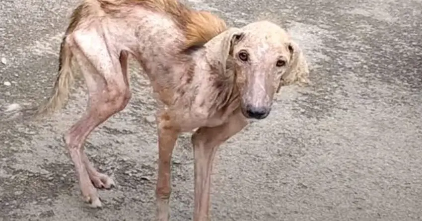 Rescuers Thought It Was A Senior Dog, Then Cute Puppy Starts Shining Through