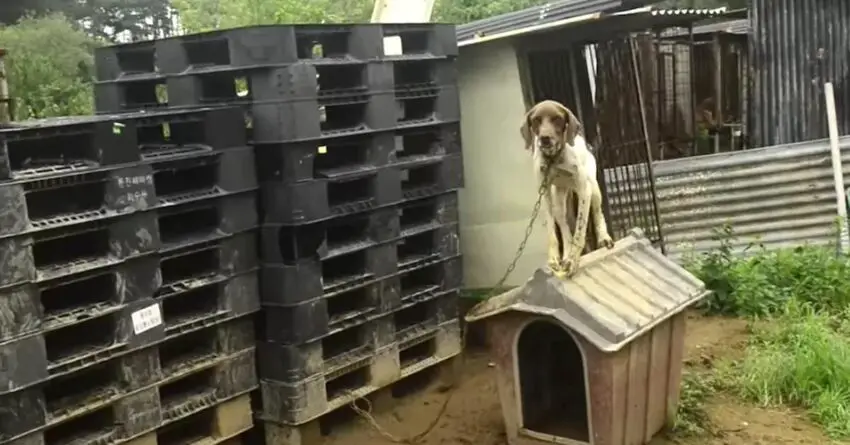 Dog Rescued From Worst Meat Farm, Now Living In Place With Best Life