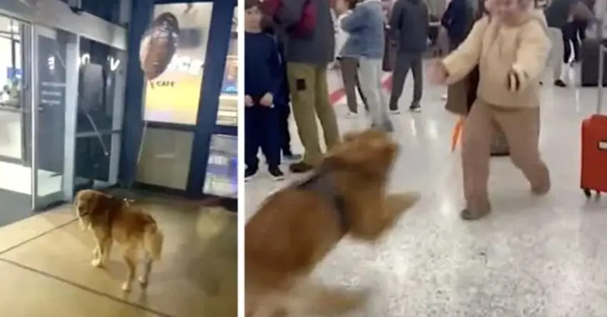 Dog’s Reunion With His Mom Melts Hearts Of Millions