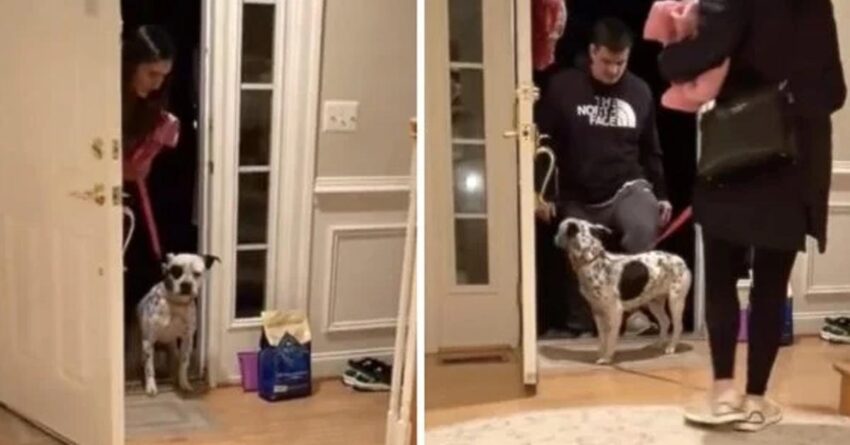 Rescue Dog Was Hesitating To Take His First Steps Into Real Home For The First Time