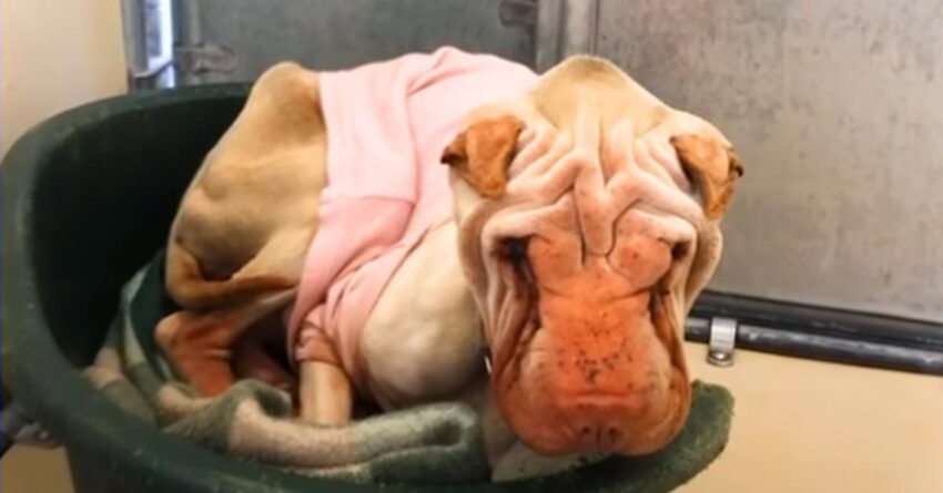 Neglected Dog For Years At Shelter Shows Amazing Transformation When She Feels Love