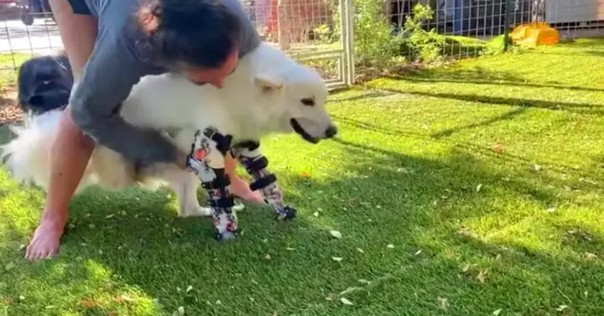 Dog With No Front Legs Melts Owner’s Heart When Running With Her 1st Pair Of Prosthetics