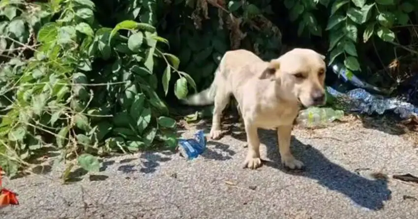 Stray Dog Used To Sleep In The Bush Beside Dumpster So He Could Find Food