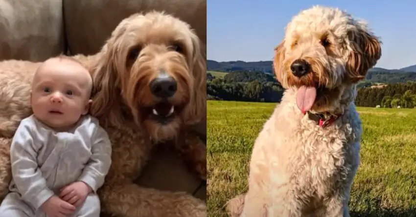 Goldendoodle Melts 10M Hearts When He Tells The Baby How Much He Loves Him