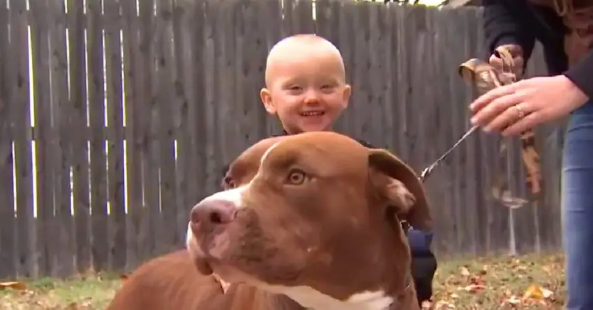 Recently Adopted Dog Wakes Mom In The Middle Of Night And Leads Her To Young Son’s Room