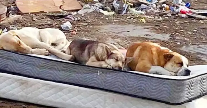 Three Dogs Rescued From Dumpster, Reunited After One Year And Create An Emotional Scene