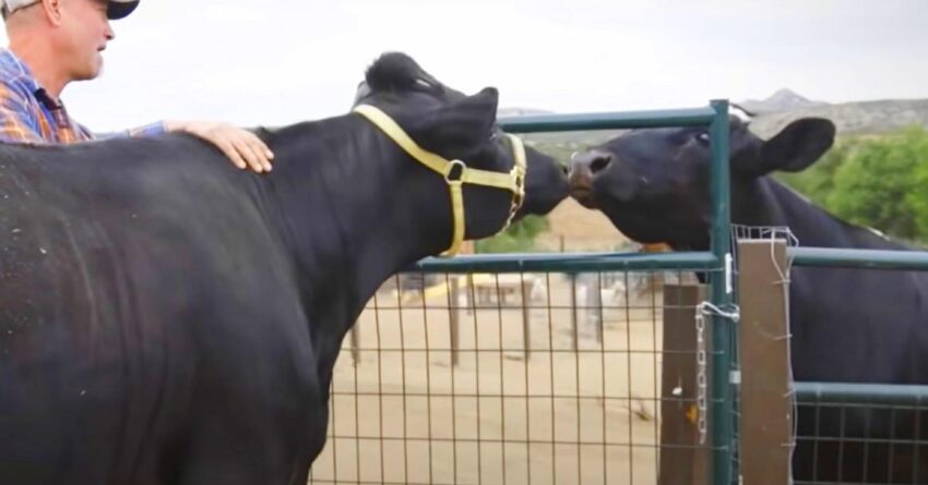 Blind Cow Got Reunited With Her Sister After Being Apart For One Month