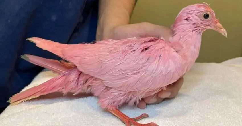 Pigeon Rescued After Being Colored In Pink To Be Used For A Gender Reveal Party