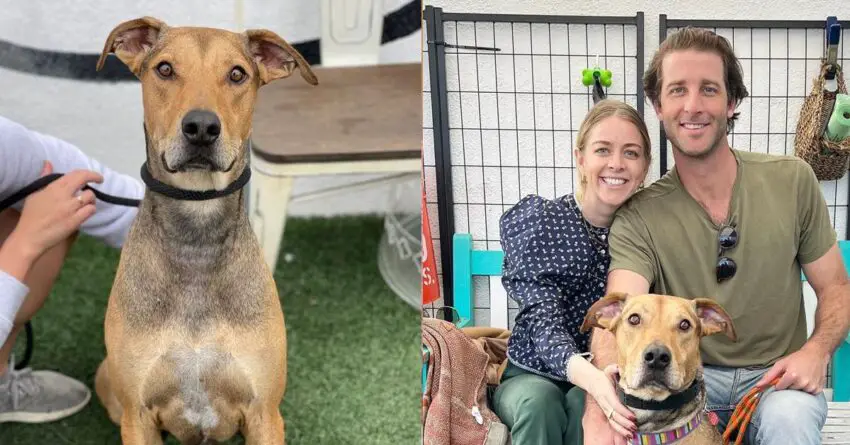 Dog Finally Could Find His Forever Home After Staying For 477 Days In Shelter