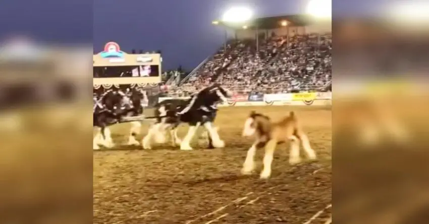 Baby Clydesdale Watches His Mom While Performance And Steals The Show