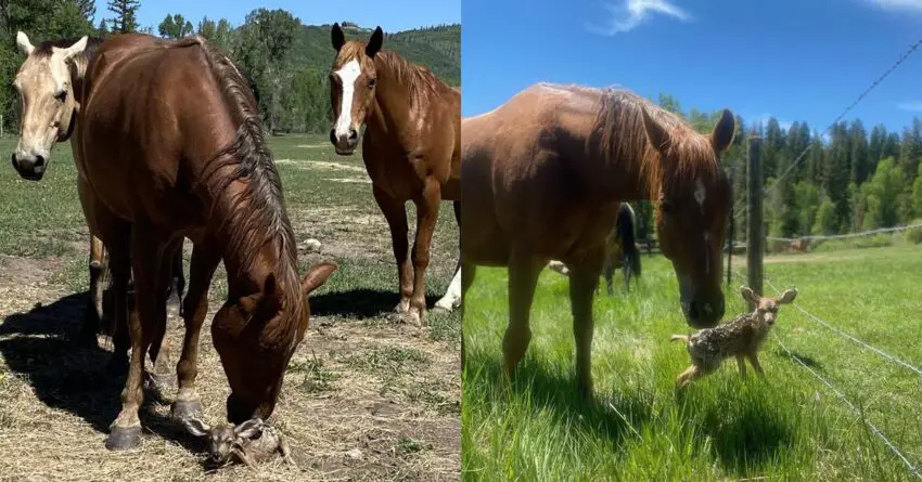 Horses Captured Looking After Baby Fawn While Her Mom Was Away