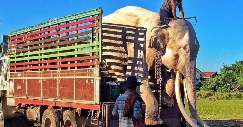 Senior Elephant Forced To Entertain Tourists For 40 Years Learns The Taste Of Freedom