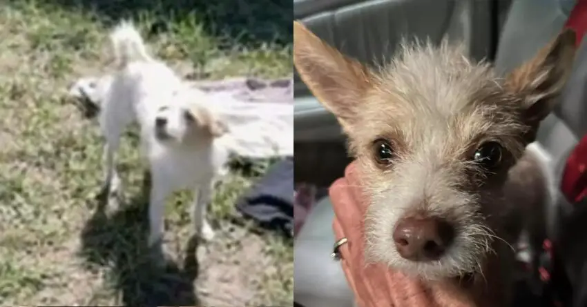 Starving Stray Dog Begs Man For Some Food, But He Gets New Life Instead