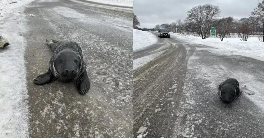 Baby Seal Found Crawling In The Middle Of Street, And Refuses To Return To The Sea