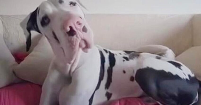 Great Dane Melts Hearts Of Millions When Asks His Mom To Give Him Morning Hug