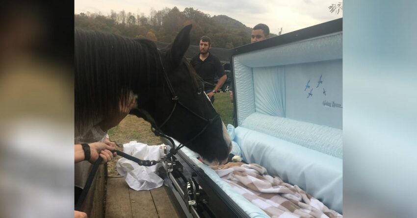 Horse Melts Millions Of Hearts When Says Final Goodbye At His Funeral Owner