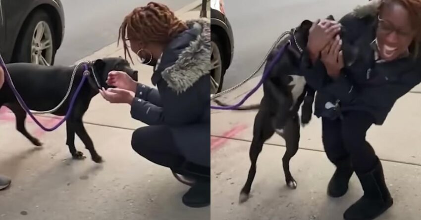 Family Dog Who Spent One Year On The Streets Finally Reunited With Beloved Owner