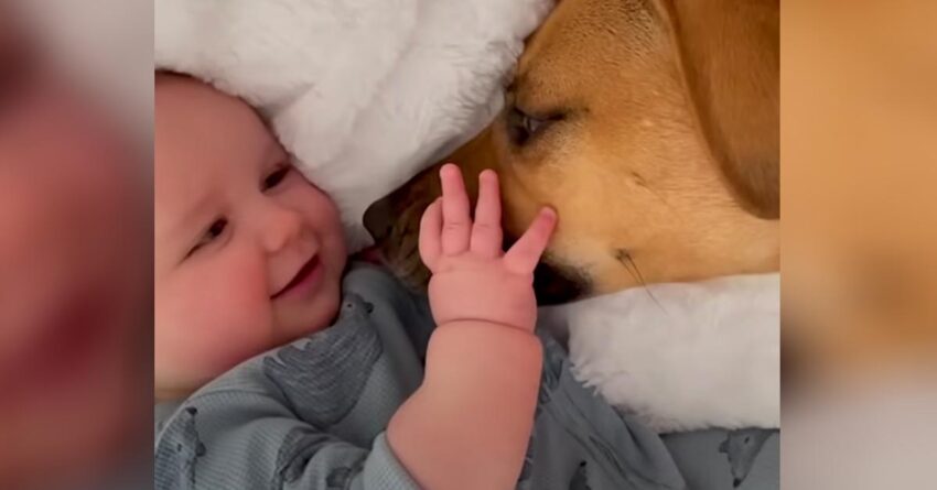 Rescue Dog Watches His Baby Brother Taking Wobbly First Steps And Approaches To Help