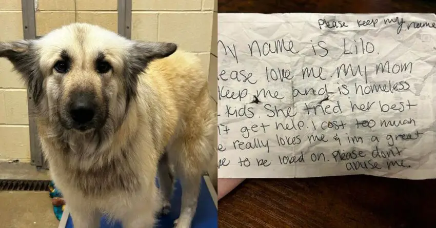 Abandoned Dog Found Wandering In The Streets With The Most Sad Note On Her Collar