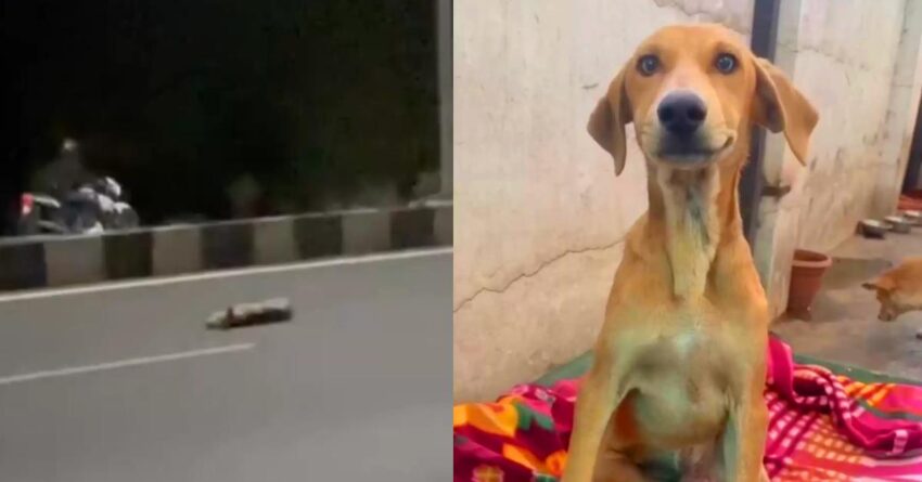 Man Goes To Move A Dead Dog From The Road, But The dog Blinked His Eyes