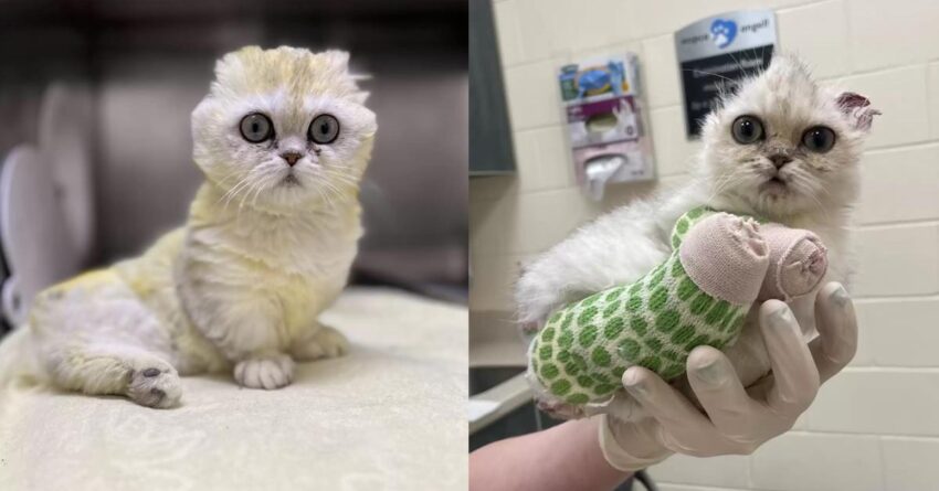 Tiny Kitten Recovers From Mystery Illness And Finds Its Forever Home