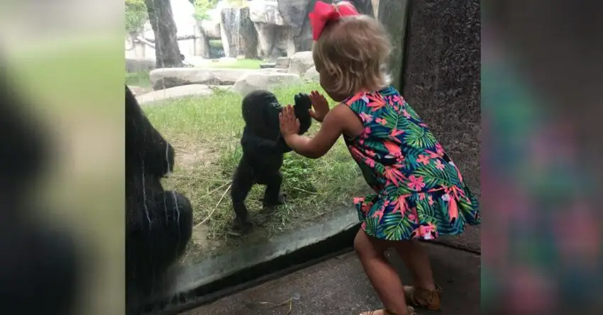 Baby Gorilla Melts Hearts Of Millions While Playing Pattycake With Little Girl At The Zoo