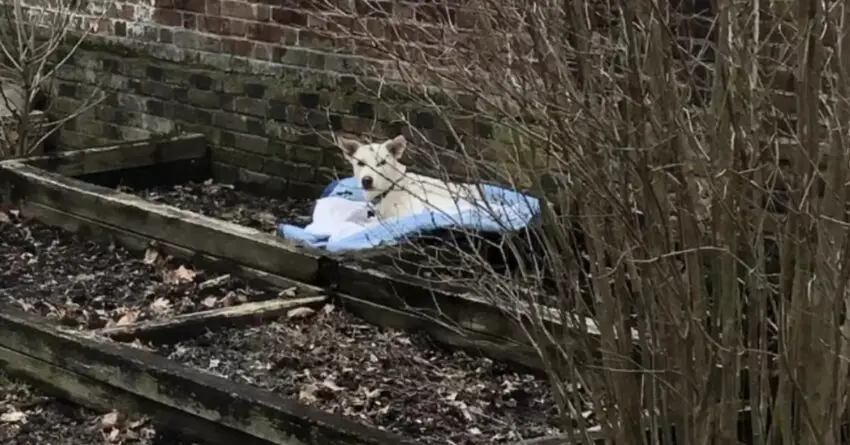 Woman’s Heart Broke When She Spot Someone Sleeping In Her Flowerbed