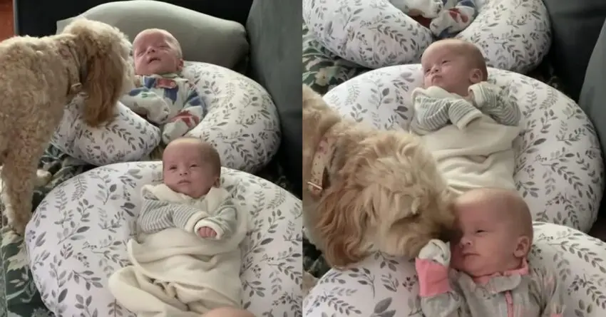 Adorable Dog Melts Millions Of Hearts While Making Rounds Watching Over Triplets