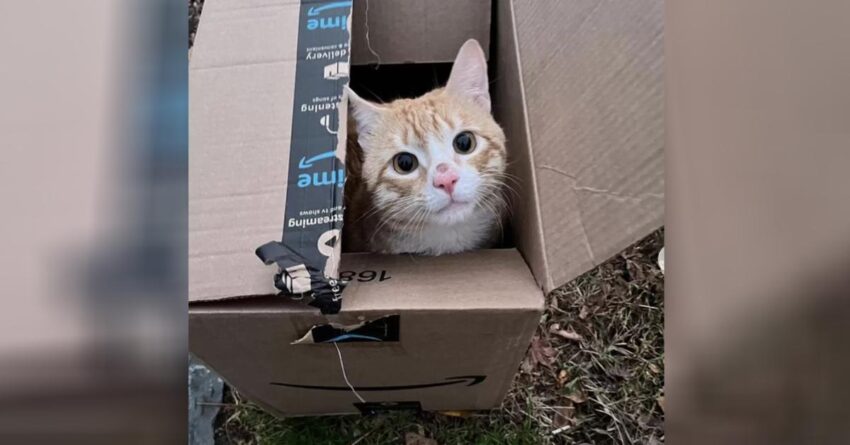 Woman Finds Abandoned Box On The Road, And Sees The Cutest Face Looking Back At Her