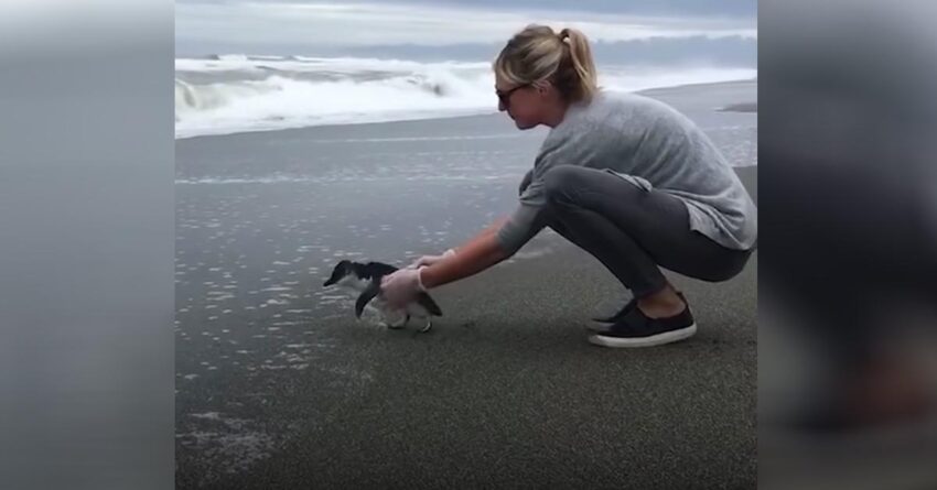 Tiny Blue Penguin Melts Hearts Of 6 Millions With The Sweetest Goodbye To Rescuer