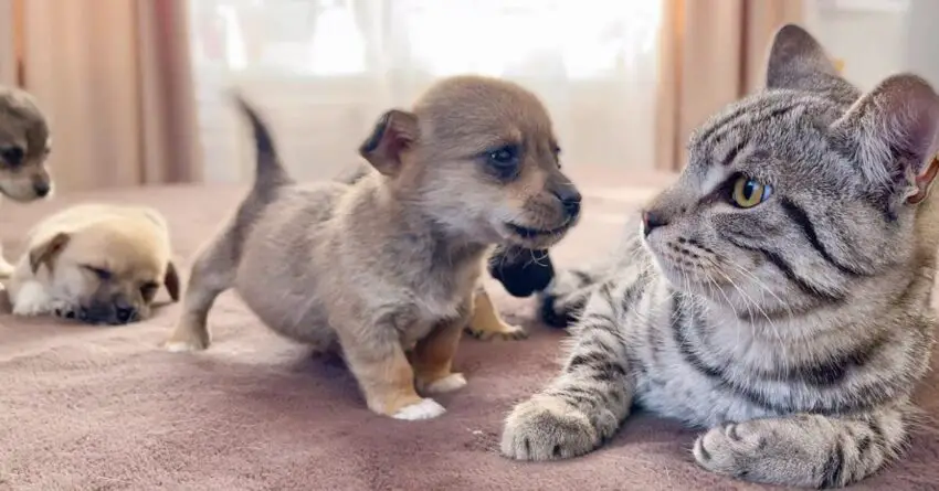 Cat Melts Hearts Of Nearly 10 Millions When Meets A Puppy For The First Time