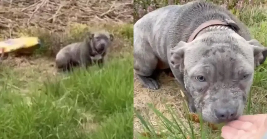 Confused Dog Abandoned With Bag Of Food, Keeps Waiting For Days For Family To Come Back