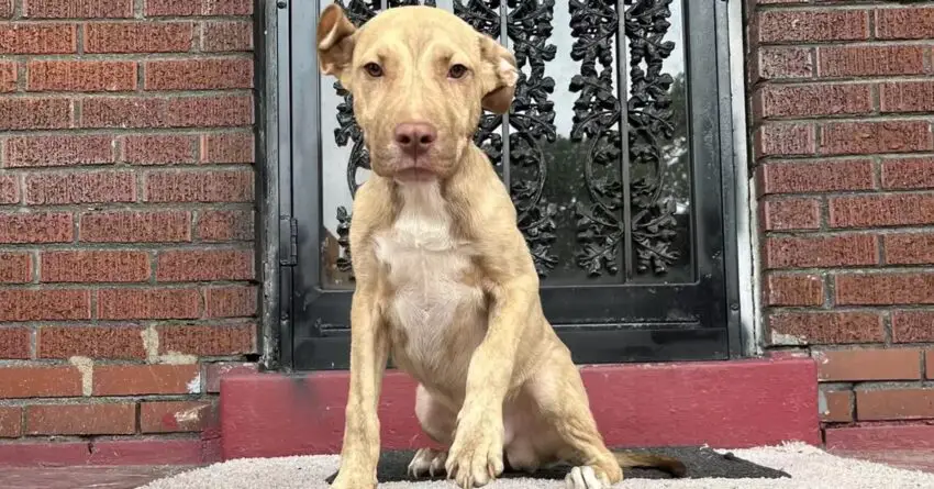 Stray Dog Keeps Showing Up On Family’s Porch Asking To Be Rescued