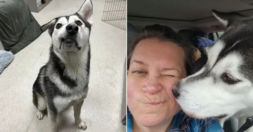 Family Travels 2,600 Miles To Adopt Husky With A Crooked Smile From Shelter.