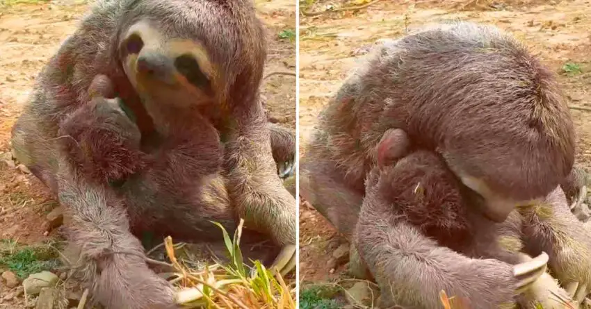 Mama Sloth Is So Excited When Reunited With Her Baby