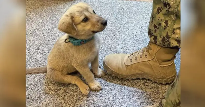 Stray Puppy Found Wandering Onto Naval Base And Managed Find The Hero He Needed