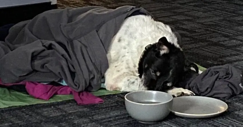 Senior Dog Found Nearly Frozen To Death In Ditch Rescued And Reunited With His Owner