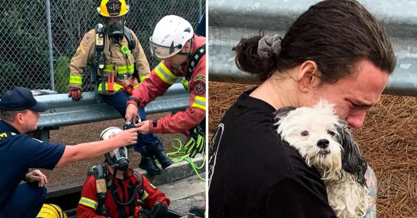 Truck Driver’s Dog Rescued From Storm Drain By Firefighters, And Reunited With Her Owner.