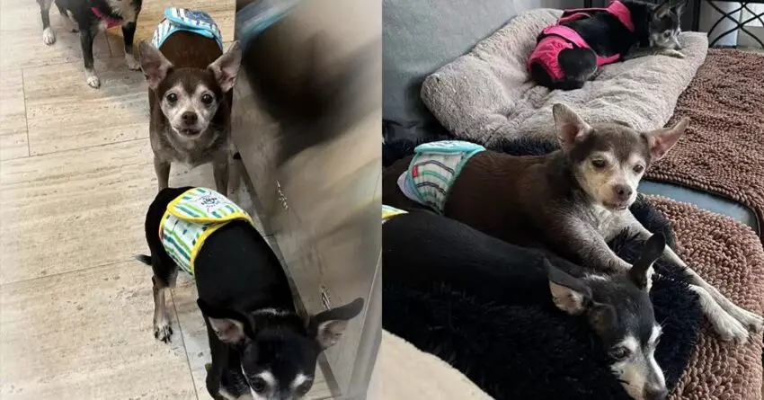 Mom Rushes To Prevent The Euthanasia Of 15-Year-Old Dog And Her 13-Year-Old Sons